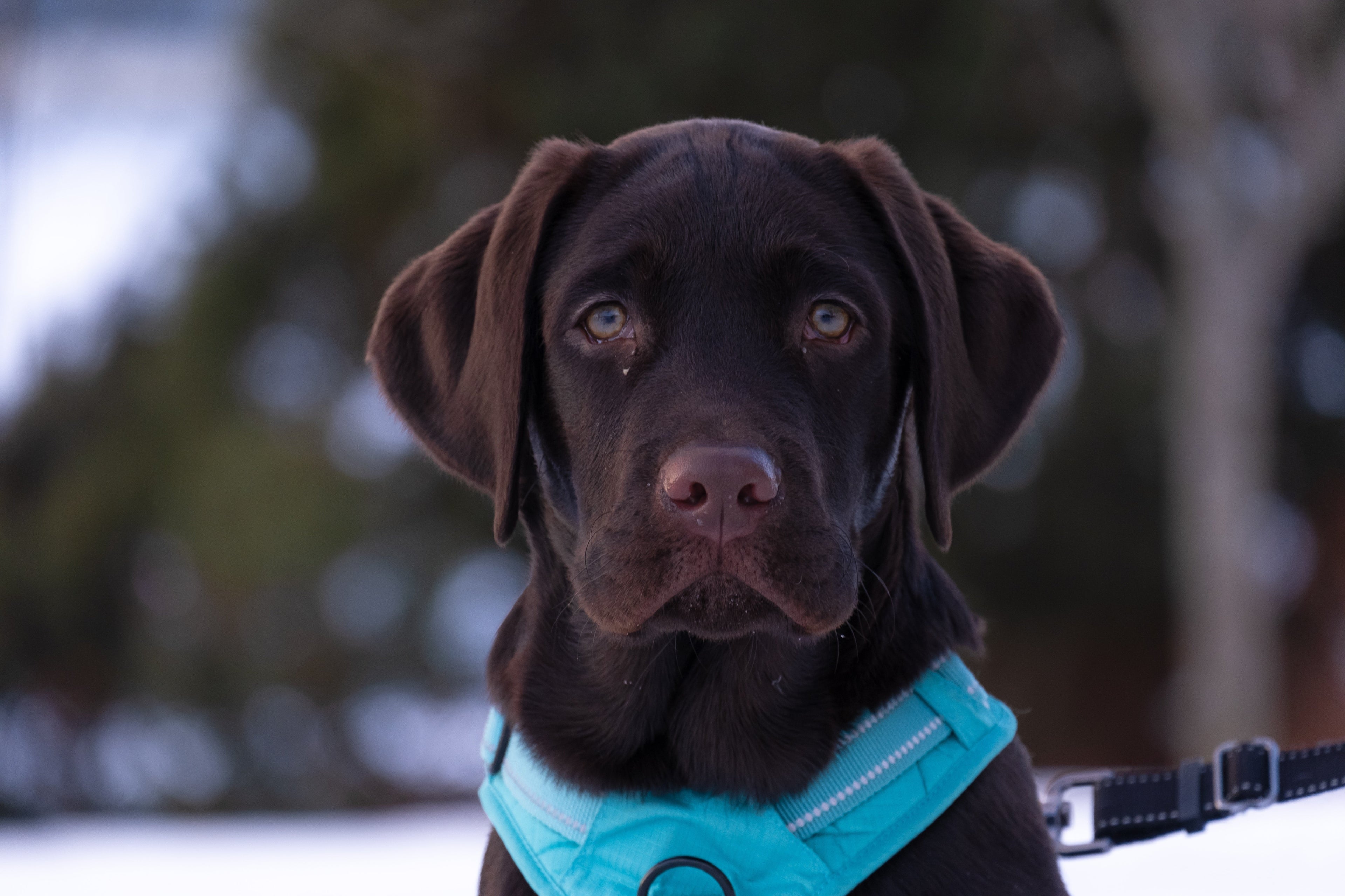 Pet Collar & Leashes